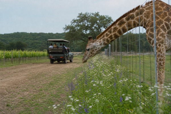 Fredericksburg Safari Tour With Wine Tasting