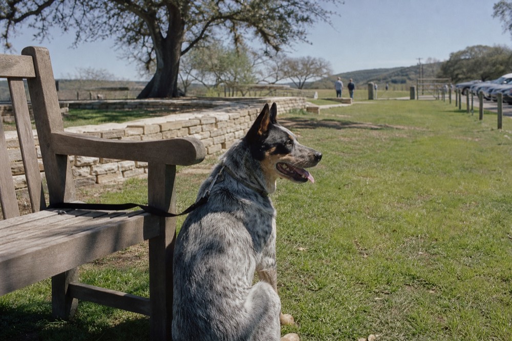 A dog on a lead sitting beside a wooden bench on a sunlit winery lawn with a low stone wall behind