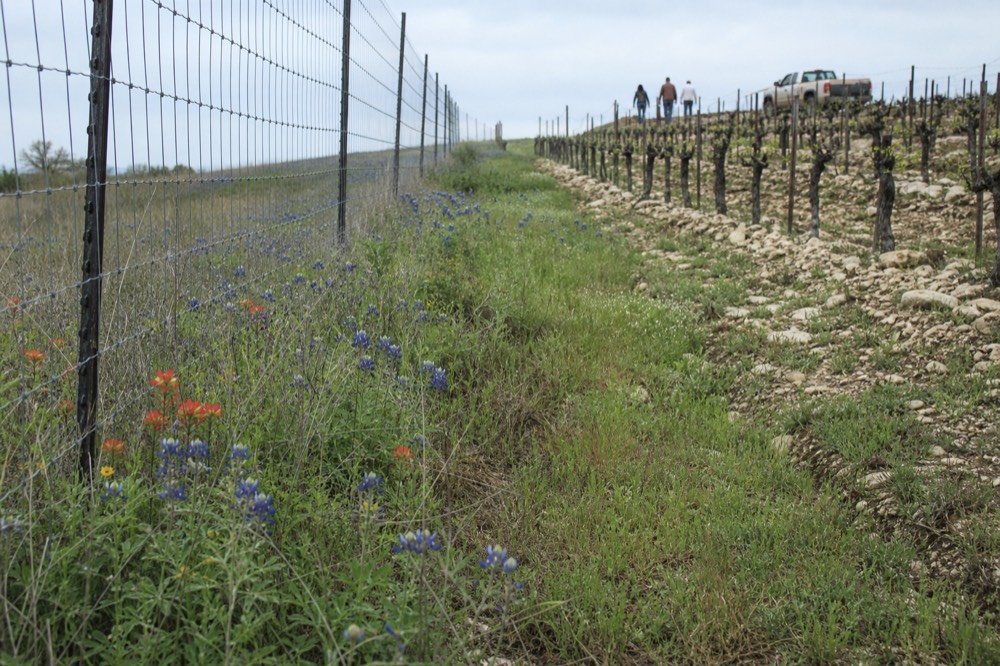 A hillside vineyard on a gentle slope with pale limestone rock breaking through the soil between rows of vines