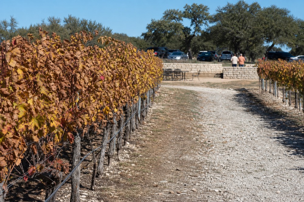 Vine rows in autumn color with a gravel path between them, folding chairs and a low stone wall in the middle distance under soft October light
